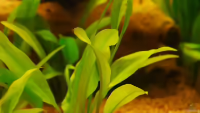 Echinodorus parviflorus im Aquarium pflegen