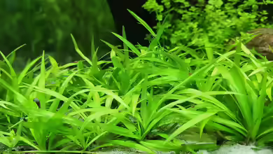 Echinodorus quadricostatus im Aquarium pflegen