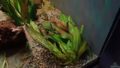 Echinodorus quadricostatus im Aquarium pflegen