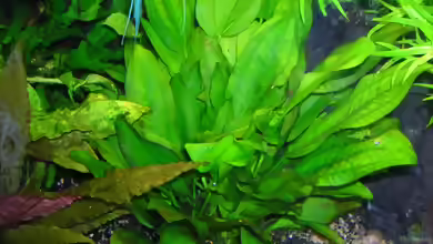Echinodorus schlueteri im Aquarium pflegen