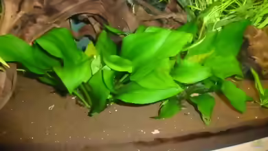 Echinodorus schlueteri im Aquarium pflegen