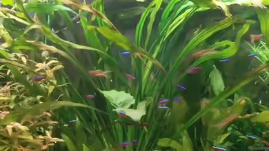 Echinodorus uruguayensis im Aquarium pflegen