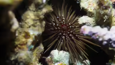 Echinometra mathaei im Aquarium halten