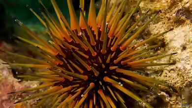 Echinometra viridis im Aquarium halten