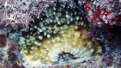 Echinophyllia echinata im Aquarium halten