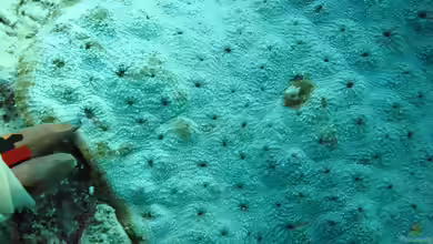 Echinophyllia echinoporoides im Aquarium halten