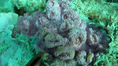 Echinophyllia orpheensis im Aquarium halten