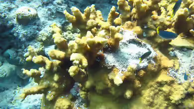 Echinopora gemmacea im Aquarium halten