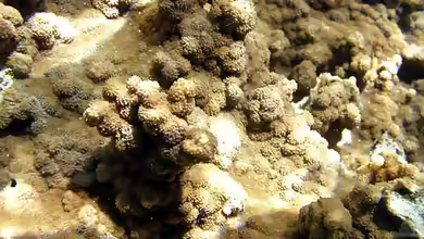 Echinopora hirsutissima im Aquarium halten