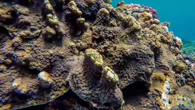 Echinopora lamellosa im Aquarium halten