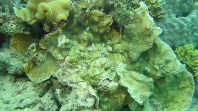 Echinopora mammiformis im Aquarium halten