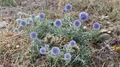 Echinops ritro im Garten pflanzen
