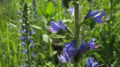 Echium vulgare im Garten pflanzen