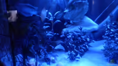 eckaquarium von dobi66