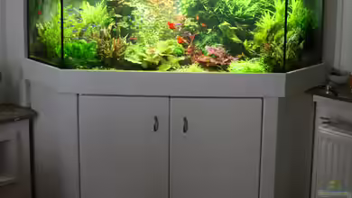 Eckaquarium von Aquarienexperts