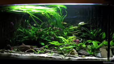 Eckbecken Schmerlenburg von Lixa