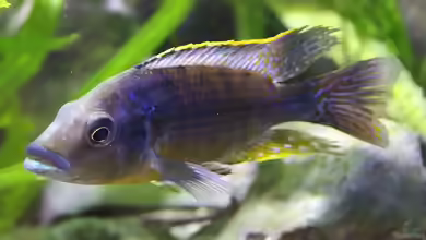 Eclectochromis: Malawi-Buntbarsche mit Charakter, Kraft und besonderer Maulform
