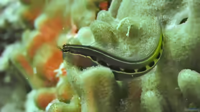 Ecsenius lineatus im Aquarium halten
