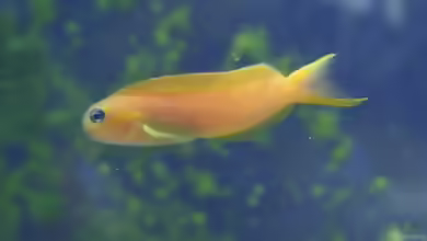 Ecsenius midas im Aquarium halten