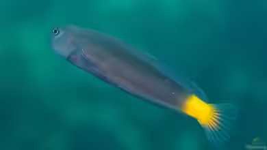 Ecsenius namiyeia im Aquarium halten
