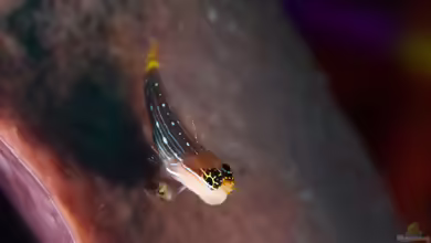 Ecsenius pictus im Aquarium halten