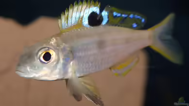 Ectodus descampsi im Aquarium halten