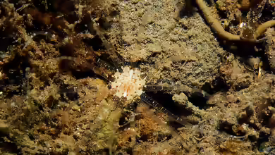 Edwardsia claparedii im Aquarium halten