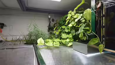 Efeutute im Aquarium oder Terrarium