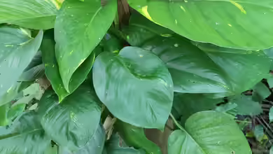 Efeutute richtig vermehren und im Aquarium und Terrarium einsetzen