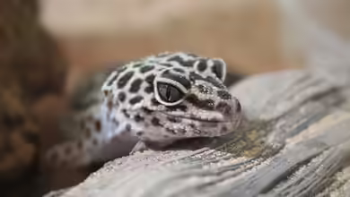 Effizientes Terrarium-Design: Wenig Pflegeaufwand und geringe Energiekosten