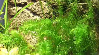 Egeria densa im Aquarium