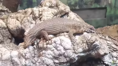 Egernia hosmeri im Terrarium halten