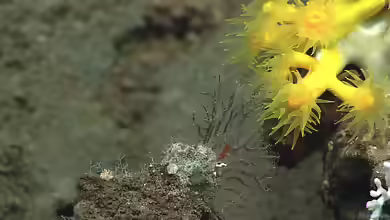 Eguchipsammia fistula im Aquarium halten
