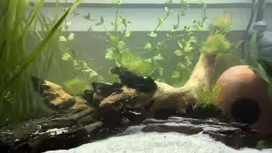 EHEIM aquastar63 Limited Edition von AlreadyTaken