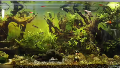 Eheim Vivaline 240 von kielerteam