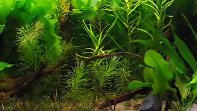 Eichhornia diversifolia im Aquarium pflegen