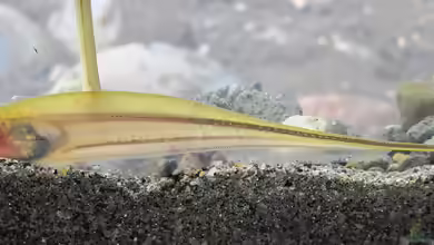 Eigenmannia virescens im Aquarium halten
