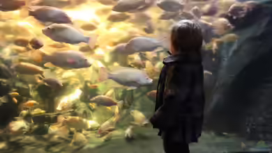 Eignen sich Fische für Kinder wirklich als Haustier? 