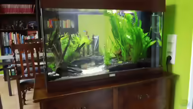 Ein Aquarium als Raumteiler einrichten