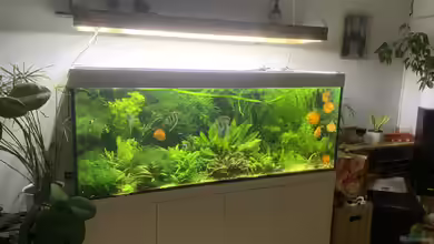 Ein Aquarium anschaffen: Die ersten Kosten im Überblick 