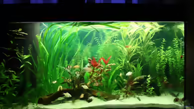 Ein Aquarium-Komplett-Set zum Schnäppchenpreis und was daraus wurde!