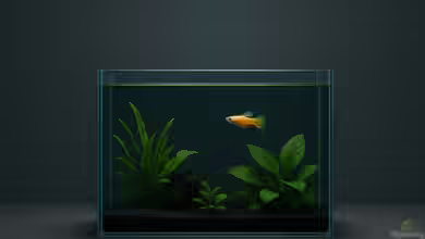 Ein Aquarium zu Hause als Ruheoase