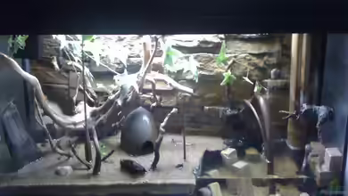Ein Aquaterrarium einrichten