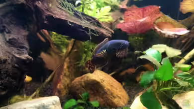 Ein Asien- oder Australien-Biotop-Aquarium einrichten
