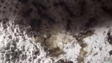 Ein Formicarium einrichten
