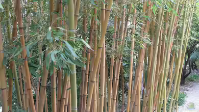 Ein grüner Vorhang: Mit welchen Pflanzen lässt sich ein dichter Sichtschutz im Garten gestalten?