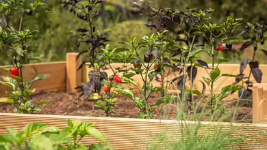 Ein Hochbeet kaufen oder selbst bauen? Der große Praxisvergleich für Gartenfreunde