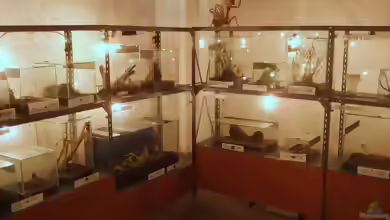 Ein Insektarium einrichten