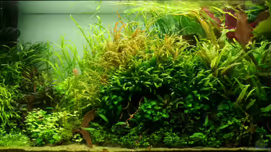 Ein kleines bisschen Wildnis - aufgelöst - von Micha...