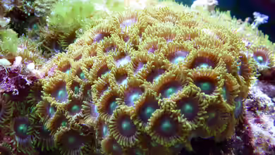 Ein Leitfaden für Anfänger: Die besten Korallen für dein Aquarium